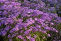 Aster amellus 'Brilliant' in the trial beds at Waterperry Gardens