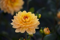 Dahlia 'Rancho' a yellow water lily form flower