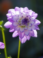 Dahlia 'Blue Wish' a pale purple and white flower