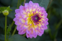 Dahlia 'Jowey Gipsy' a pink and yellow flower
