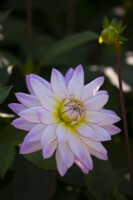 Dahlia 'Crazy Love' a white flower with pink edged petals