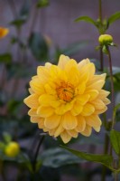 Dahlia 'Rancho' a yellow water lily form flower
