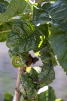 Aphid damage on raspberry plants