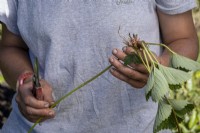 Holding new plant taken from an established strawberry plant