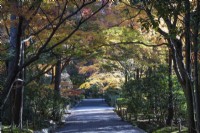 Wide paved avenue in the Landscaped Garden area with overhanging acers in autumn colour. 