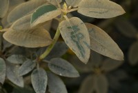 Initials etched into a Bergenia leaf by plant vandals.