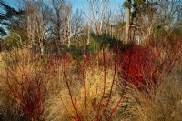 Cornus alba 'Sibirica' - Westonbirt Dogwood, Phlomis, Betula utilis  and Pennesetum alopecuroides 'Hamelin' in the Winter Garden at Kew Gardens.