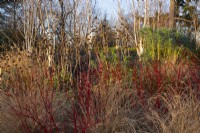 Cornus alba 'Sibirica' - Westonbirt Dogwood, Phlomis, Betula utilis and Pennesetum aloppecuroides 'Hamelin' in the Winter Garden at Kew Gardens