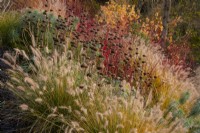 Pennesetum alopecuroides 'Hamelin', Phlomis tuberosa seed heads and Cornus alba 'Sibirica' in the Winter Garden at Kew Gardens