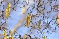 Corylus avellana 'Contorta' - contorted hazel - yellow catkins amongst twisted branches.April