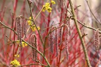 Corylus maxima 'Red Filbert'- hanging purplish-pink catkins. February
