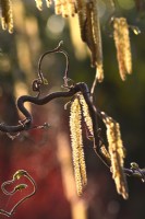 Corylus avellana 'Contorta' - contorted hazel - yellow catkins amongst twisted branches  in the glare of sunlight. April