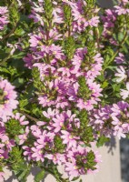 Scaevola aemula Fancy Pink Impr., autumn September