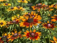 Rudbeckia hirta SmileyZ Joyful, summer August