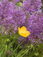 Meconopsis cambrica - single welsh poppy amongst allium flowers