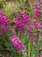 Gladiolus communis subsp. byzantinus