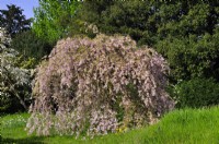 Prunus subhirtella  'Pendula Plena Rosea' - Double Weeping Cherry- in the park. April 