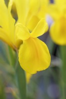 Dutch Iris 'Strong Gold' - May