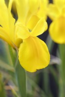 Dutch Iris 'Strong Gold' - May