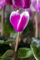 Cyclamen persicum Persian cyclamen