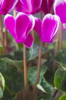 Cyclamen persicum Persian cyclamen