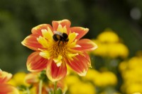 A bumble bee on Dahlia 'Pooh - Swan Island', an orange and yellow flower