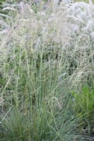 Sporobolus 'JS Delicatesse' - Ornamental Grasses - September