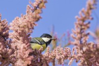 Parus major - Great tit with insect prey on Tamarix ramosissima