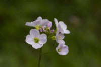 Cardamine protensis - Cuckoo Flower