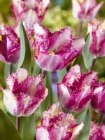 Tulipa Crispa Colour Fusion, spring March