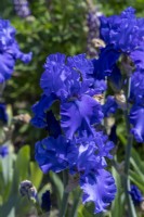Tall Bearded Iris, 'Java Bleue'.

