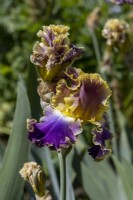 Tall Bearded Iris, 'Fancy Ideas'.

