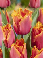 Tulipa Crispa Louvre Orange, spring April