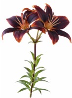 Lilium  'Forever Susan'  Asiatic hybrid lily  Composite picture  August