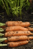 Daucus carota  'Romance'  Freshly lifted carrots  September
