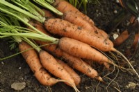 Daucus carota  'Romance'  Handfork by freshly lifted carrots  September
