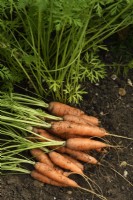 Daucus carota  'Romance'  Freshly lifted carrots  September