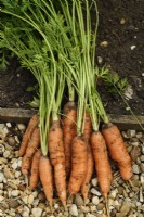 Daucus carota  'Romance'  Freshly lifted carrots  September