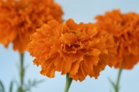 Tagetes erecta  'Kees' Orange'  African marigold  September