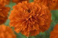 Tagetes erecta  'Kees' Orange'  African marigold  September