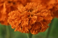 Tagetes erecta  'Kees' Orange'  African marigold  August