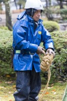 Gardener wearing blue waterproof clothing, hard hat and gloves coiling rope that is used in protecting trees from snow called Yukitsuri.