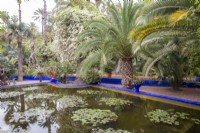 Nymphaea - waterlily in the pond surrounded by palm trees at Jardin Majorelle, Yves Saint Laurent garden 