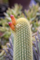 Cleistocactus winteri - Golden rat tail cactus with flower buds