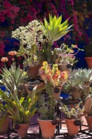 Jardin Majorelle, Yves Saint Laurent garden, display of cacti and succulent plants in terracotta pots 