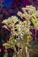 Aeonium arboreum flowers 