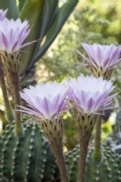 Echinopsis oxygona syn. E. multiplex, Easter-lily cactus flowers