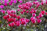 Cyclamen persicum