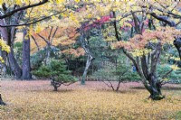 Woodland with trees and leaf drop on ground  with autumn colour