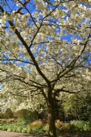 Spreading branches of lushly blooming Prunus serrulata 'Shirotae', syn.Prunus 'Mount Fuji', Prunus serrulata 'Kojima' with full white flowers. April

